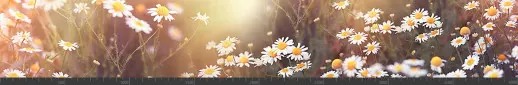 Стеновая панель фотопечать (цветы и растения) 144647