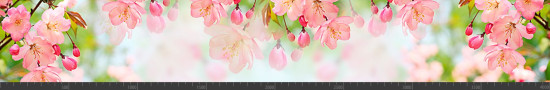 Стеновая панель фотопечать (цветы и растения) 144653