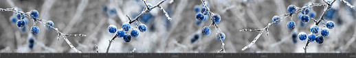 Стеновая панель фотопечать (цветы и растения) 144856