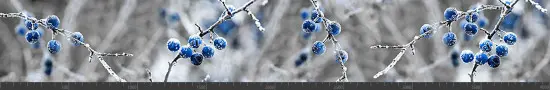 Стеновая панель фотопечать (цветы и растения) 144856