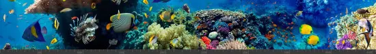 Стеновая панель фотопечать (животный мир) 145003