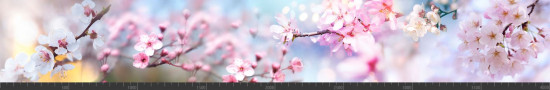 Стеновая панель фотопечать (цветы и растения) 144558