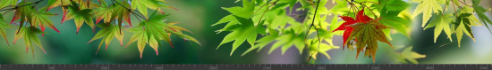 Стеновая панель фотопечать (цветы и растения) 144064