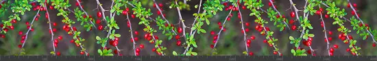 Стеновая панель фотопечать (цветы и растения) 144864