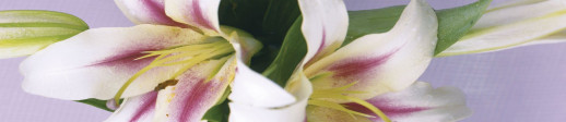 Стеновая панель Albico глянец SP-007