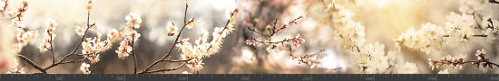 Стеновая панель фотопечать (цветы и растения) 144566