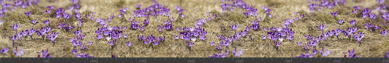 Стеновая панель фотопечать (цветы и растения) 144569