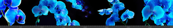 Стеновая панель фотопечать (цветы и растения) 144672