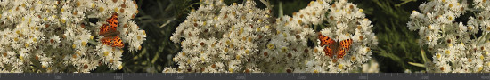 Стеновая панель фотопечать (животный мир) 145122
