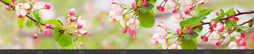 Стеновая панель фотопечать (цветы и растения) 104176