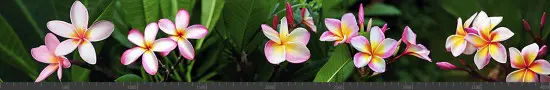 Стеновая панель фотопечать (цветы и растения) 144579