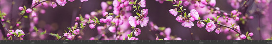 Стеновая панель фотопечать (цветы и растения) 144285