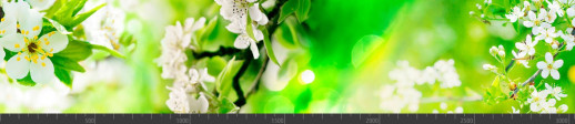 Стеновая панель фотопечать (цветы и растения) 104085