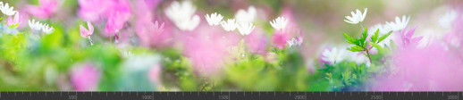 Стеновая панель фотопечать (цветы и растения) 104089