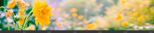 Стеновая панель фотопечать (цветы и растения) 104090