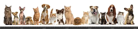 Стеновая панель фотопечать (животный мир) 105007