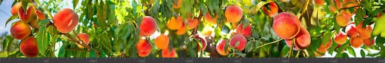 Стеновая панель фотопечать (кухонная тематика) 141758