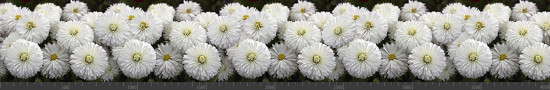 Стеновая панель фотопечать (цветы и растения) 144600