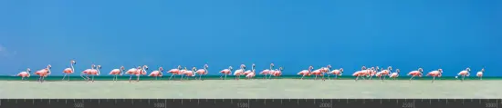 Стеновая панель фотопечать (животный мир) 105014