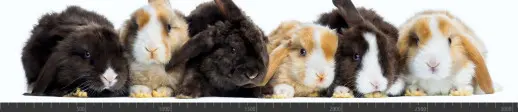 Стеновая панель фотопечать (животный мир) 105022
