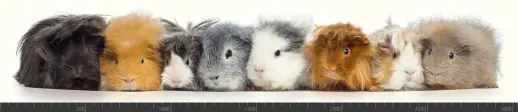 Стеновая панель фотопечать (животный мир) 105023