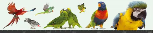 Стеновая панель фотопечать (животный мир) 105030