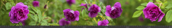 Стеновая панель фотопечать (цветы и растения) 144540