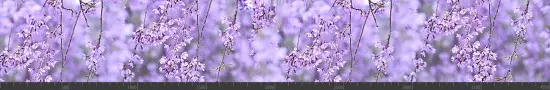 Стеновая панель фотопечать (цветы и растения) 144341